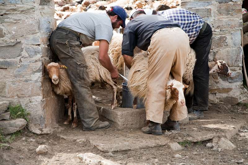 Kreta_1344.JPG - Kreta, Nída-Hoogvlakte - Herders melken hun schapen