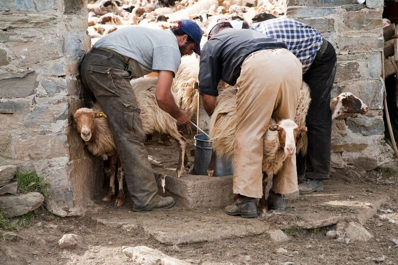 Kreta_1345.JPG - Kreta, Nída-Hoogvlakte - Herders melken hun schapen