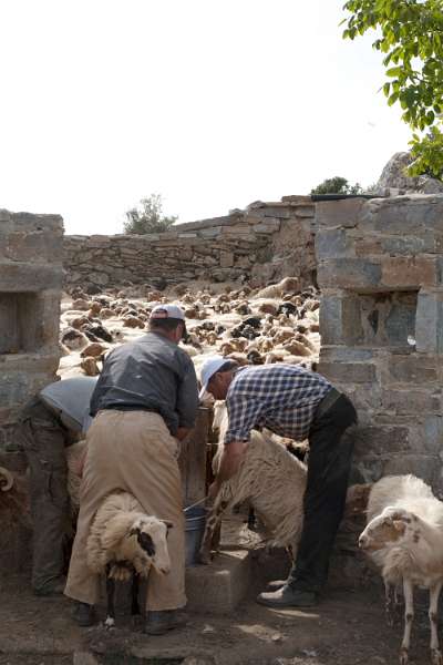 Kreta_1347.JPG - Kreta, Nída-Hoogvlakte - Herders melken hun schapen