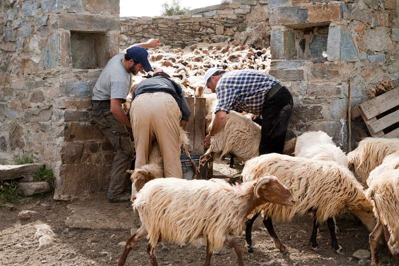 Kreta_1348.JPG - Kreta, Nída-Hoogvlakte - Herders melken hun schapen