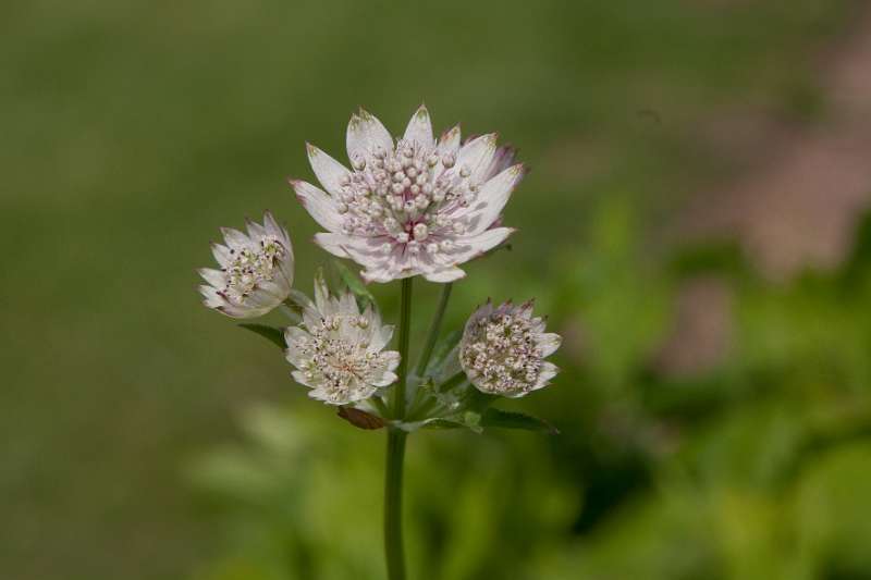 014FH_100605_13665.jpg - Baie de Somme - Jardins de Valloires - Astrantia major "Snow Star"