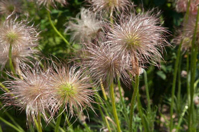 017FH_100605_13670.jpg - Baie de Somme - Jardins de Valloires - Pulsatilla vulgaris - Wildemanskruid