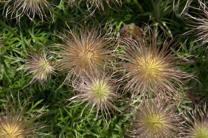 018FH_100605_13671.jpg - Baie de Somme - Jardins de Valloires - Pulsatilla vulgaris - Wildemanskruid