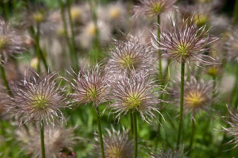 019FH_100605_13672.jpg - Baie de Somme - Jardins de Valloires - Pulsatilla vulgaris - Wildemanskruid