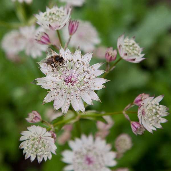 132FH_100609_13849.jpg - Baie de Somme - Saint-Valery-sur-Somme - Herbarium - Astrantia major "Snow Star"