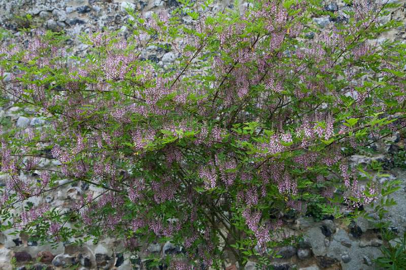 137FH_100609_13854.jpg - Baie de Somme - Saint-Valery-sur-Somme - Herbarium - Indigofera tictoria "Blue"