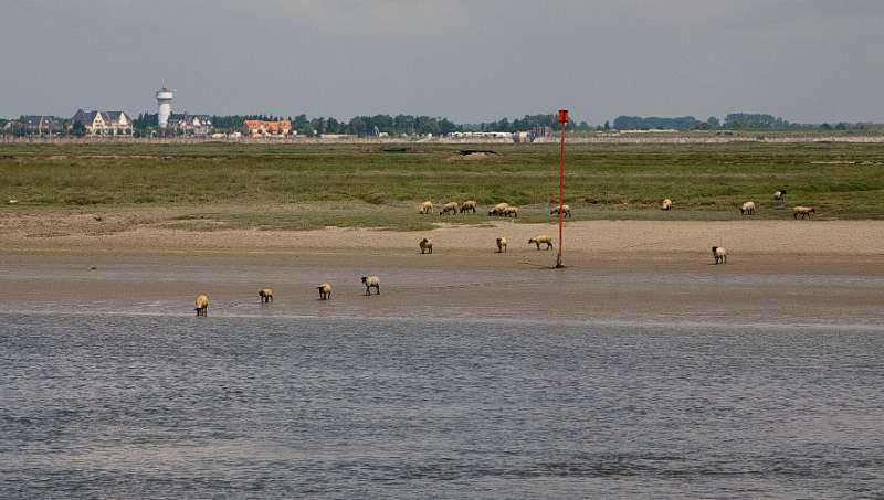 153FH_100609_13882.jpg - Baie de Somme - Saint-Valery-sur-Somme