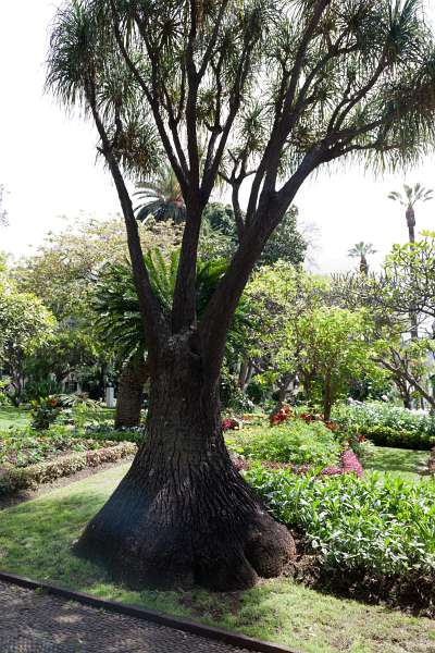 Madeira_025.JPG - Madeira - Funchal - Jardim Municipal