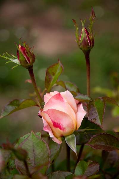 Veules_066.JPG - Veules-les-Roses, Côte d' Albâtre, France