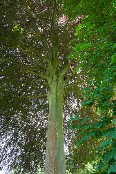 Veules_161.JPG - Ermenouville, Côte d'Albâtre, Normandie, France - Chateau Mesnil Geoffroy