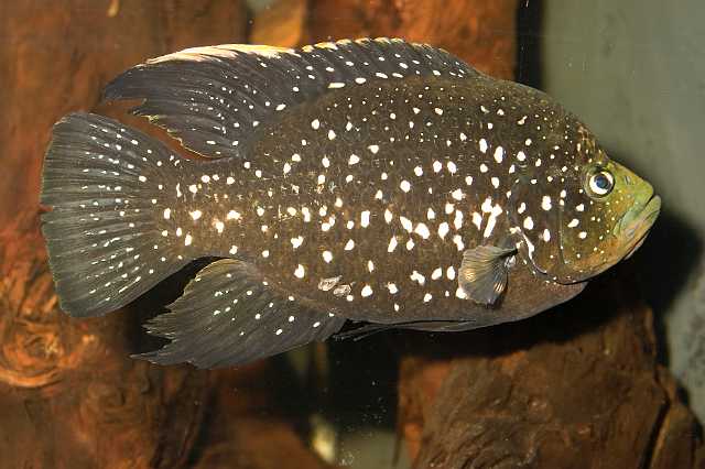 FH_070918_4484.jpg - Paratilapia polleni II (Madagaskar)