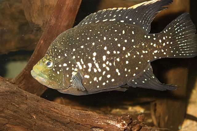 FH_070918_4486.jpg - Paratilapia polleni II (Madagaskar)