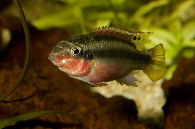 FH_090516_7787.jpg - Pelvicachromis pulcher (Kersenbuikcichlide) (female)