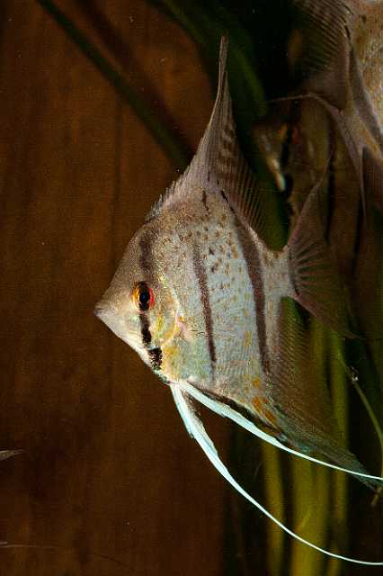 FH_101003_14819.jpg - Pterophyllum scalare - Maanvis