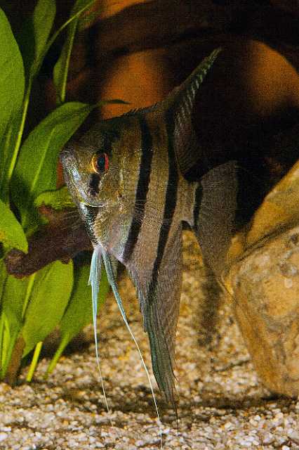 FH_101003_14869.jpg - Pterophyllum scalare "Red Shoulder" (F1) - Maanvis