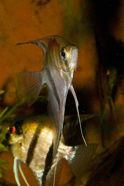 FH_101003_14870.jpg - Pterophyllum scalare "Red Shoulder" (F1) - Maanvis