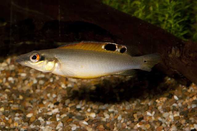 FH_101003_14900.jpg - Crenicichla regani male