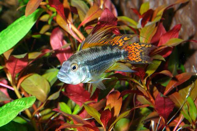 FH_CI_AM_0002.jpg - Apistogramma cacatuoides Hoedeman, 1951