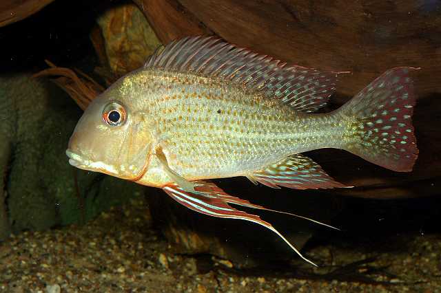 FH_CI_AM_2473.jpg - Geophagus species