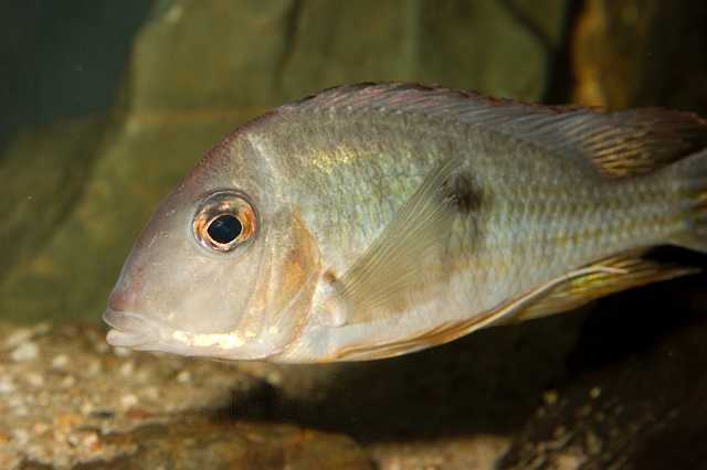 FH_CI_AM_4387.jpg - Geophagus sp.