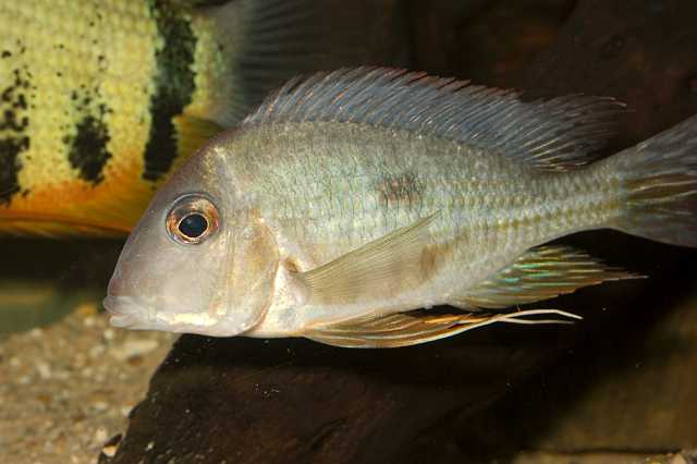 FH_CI_AM_4390.jpg - Geophagus sp.