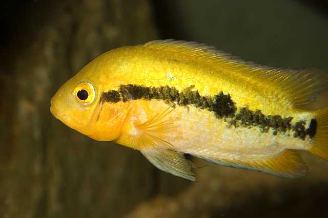 FH_CI_AM_4391.jpg - Heterotilapia multispinosa