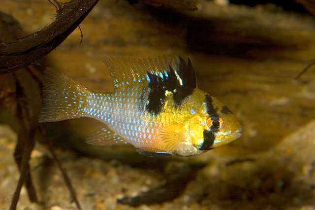 FH_CI_AM_4397.jpg - Papiliochromis ramirezi