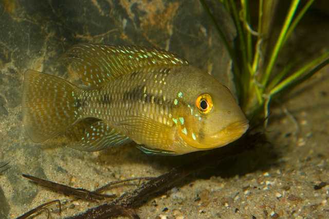 FH_CI_AM_4471.jpg - Gymnogeophagus australis