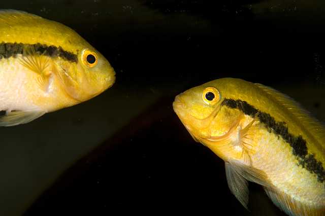 FH_CI_AM_4524.jpg - Heterotilapia multispinosa