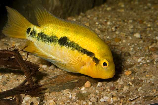 FH_CI_AM_4525.jpg - Heterotilapia multispinosa