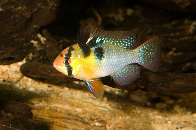 FH_CI_AM_4541.jpg - Papiliochromis ramirezi