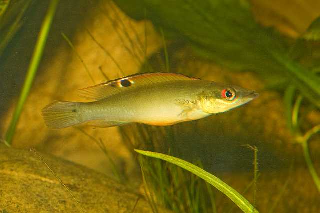 FH_CI_AM_6340.jpg - Crenicichla sp. "Orinoco"