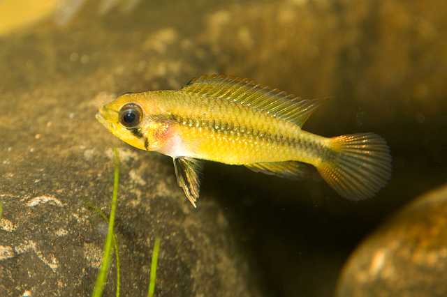 FH_CI_AM_6342.jpg - Apistogramma macmasteri