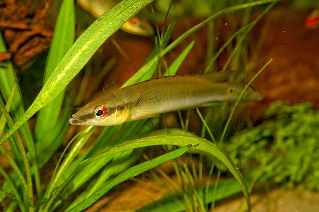 FH_CI_AM_6345.jpg - Crenicichla sp. "Orinoco"