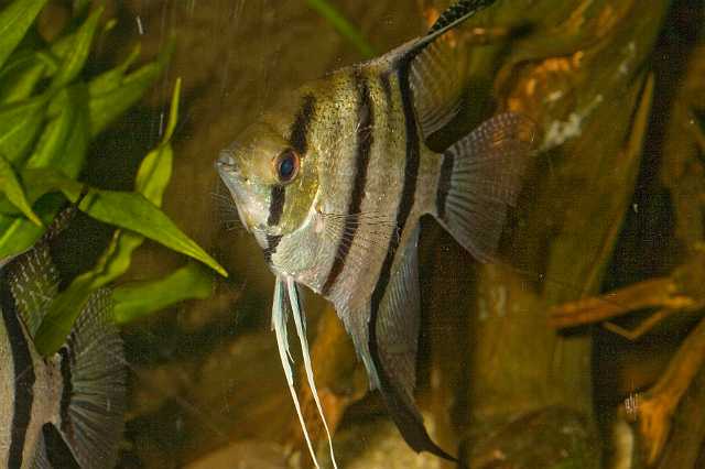 FH_CI_AM_6841.jpg - Pterophyllum leopoldi