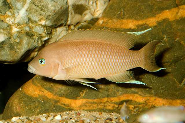 FH_070922_4608.jpg - Neolamprologus marunguensis