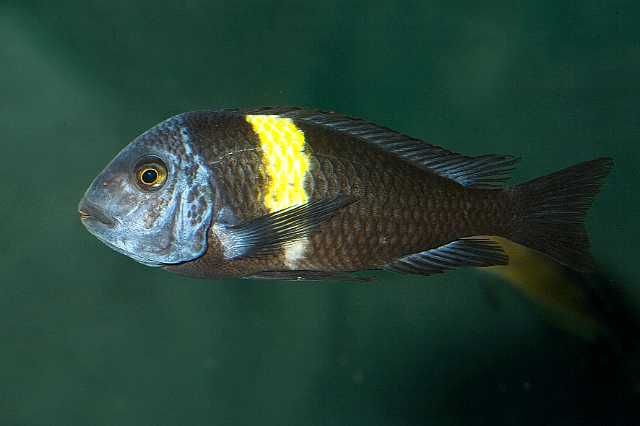 FH_091010_9523.jpg - Tropheus duboisi