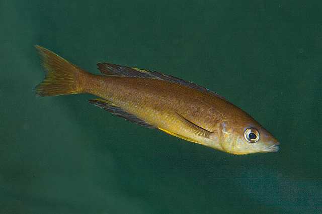 FH_091010_9567.jpg - Cyprichromis sp.