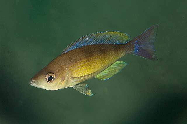 FH_091014_9598.jpg - Cyprinichromis leptosma Mpulungu