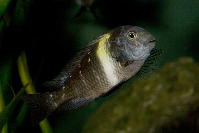 FH_091014_9672.jpg - Tropheus duboisi (juv)