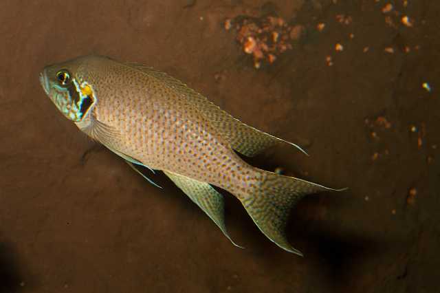 FH_101003_14889.jpg - Neolamprologus brichardi - Prinses van Burundi