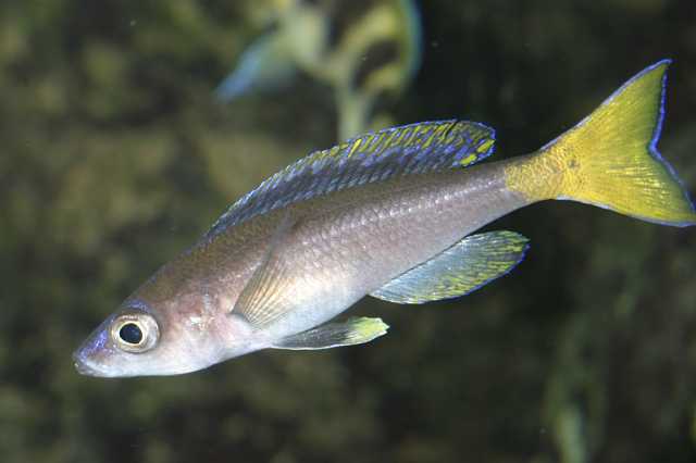 FH_CI_TA_002.JPG - Cyprichromis leptosoma Mupulungu (Boulenger, 1898) (aquarium of the author)