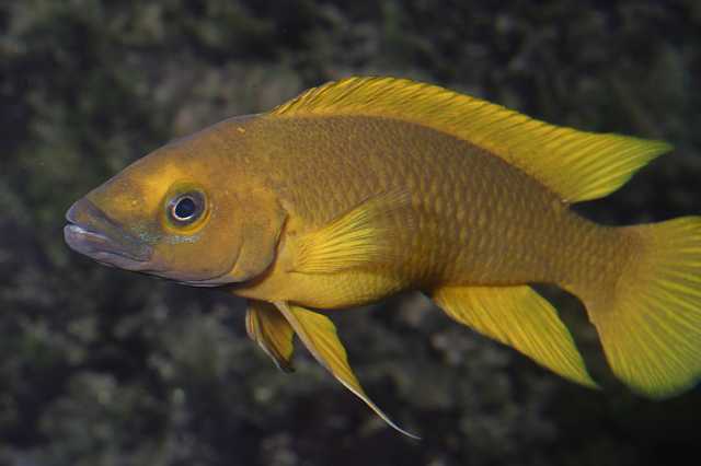 FH_CI_TA_006.JPG - Neolamprologus leleupi leleupi Poll, 1956 (aquarium of the author)