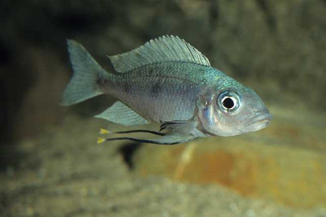 FH_CI_TA_026(Ophthalmotilapia).jpg