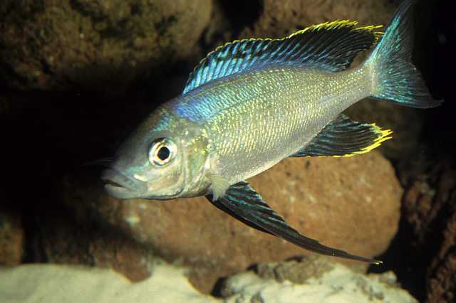 FH_CI_TA_028(Ophthalmotilapia).jpg