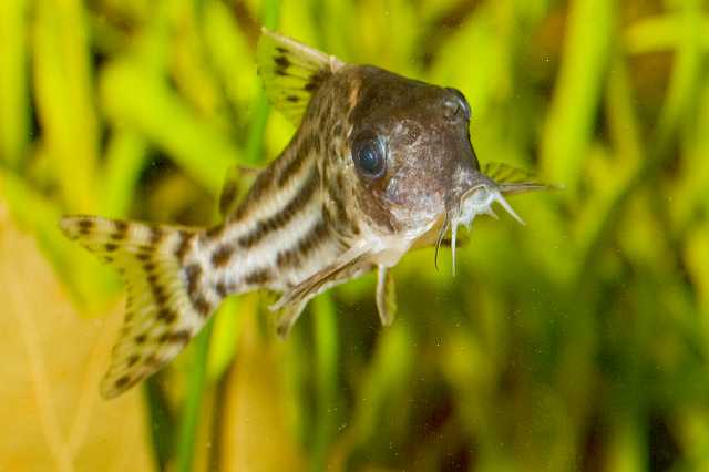 FH_080920_6282.jpg - Corydoras delphax