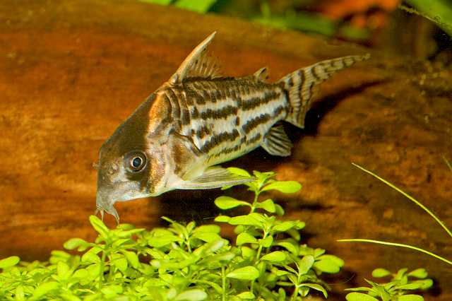 FH_080920_6328.jpg - Corydoras delphax