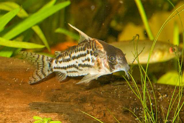 FH_080920_6332.jpg - Corydoras delphax