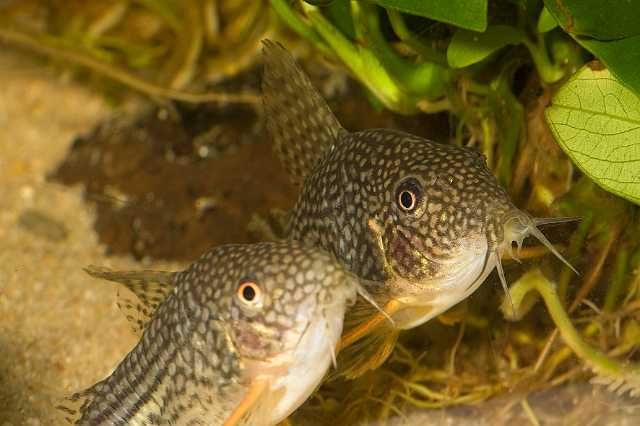 FH_081110_6980.jpg - Corydoras sterbai