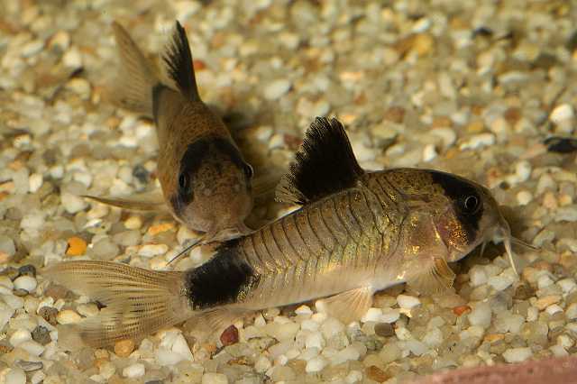 FH_090516_7770.jpg - Corydoras panda